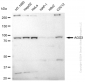 KD-Validated Anti-AGO3 Rabbit Monoclonal Antibody